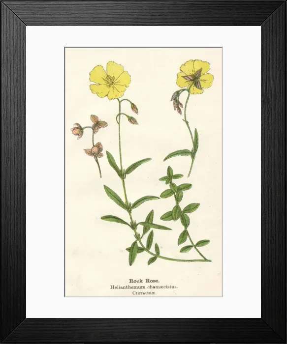 Framed Print : HELIANTHEMUM CHAMAECIST Framed Print : HELIANTHEMUM CHAMAECIST