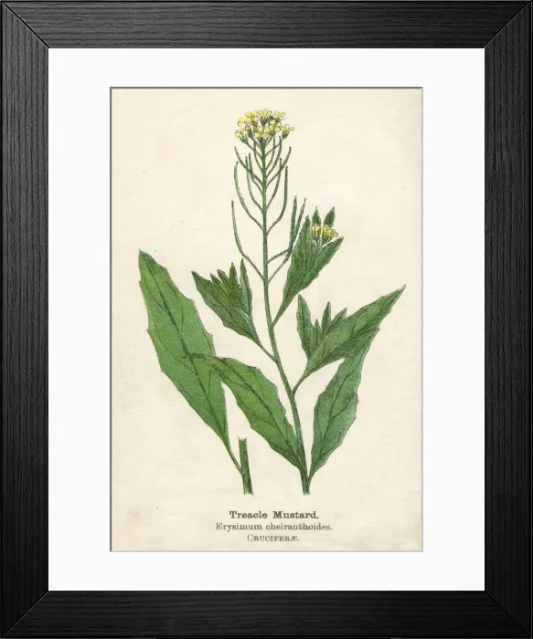 Framed Print : ERYSIMUM CHEIRANTHOIDES Framed Print : ERYSIMUM CHEIRANTHOIDES