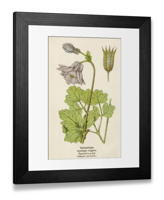 Framed Print : AQUILEGIA VULGARIS Framed Print : AQUILEGIA VULGARIS