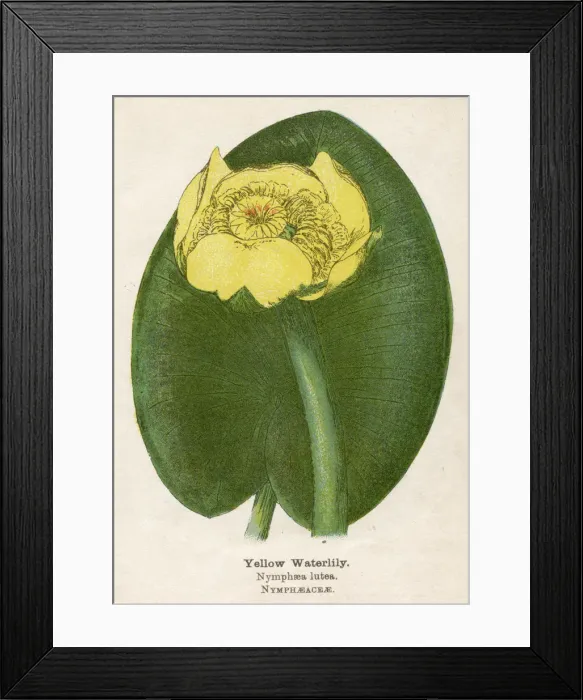 Framed Print : PLANTS / NYMPHAEA LUTEA Framed Print : PLANTS / NYMPHAEA LUTEA