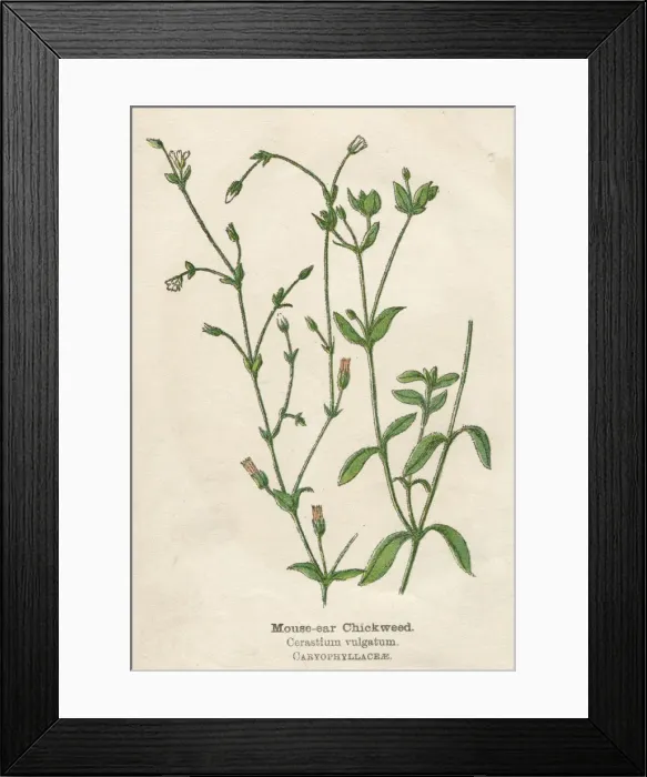 Framed Print : CERASTIUM VULGATUM Framed Print : CERASTIUM VULGATUM