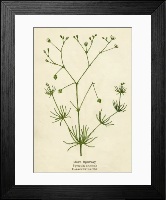 Framed Print : PLANTS / SPERGULA ARVENSIS Framed Print : PLANTS / SPERGULA ARVENSIS