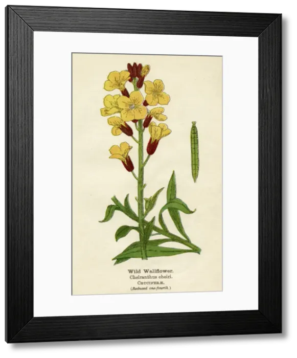 Framed Print : PLANTS / ERYSIMUM CHEIRI Framed Print : PLANTS / ERYSIMUM CHEIRI