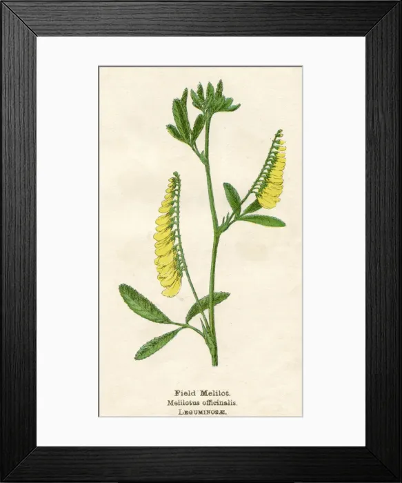 Framed Print : MELILOTUS OFFICINALIS Framed Print : MELILOTUS OFFICINALIS