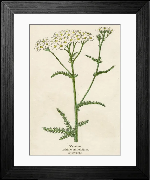 Framed Print : Achillea Millefolium Framed Print : Achillea Millefolium