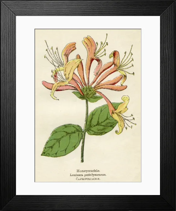 Framed Print : LONICERA PERICLYMENUM Framed Print : LONICERA PERICLYMENUM