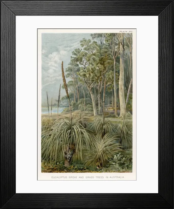 Framed Print : PLANTS / XANTHORHOEA Framed Print : PLANTS / XANTHORHOEA