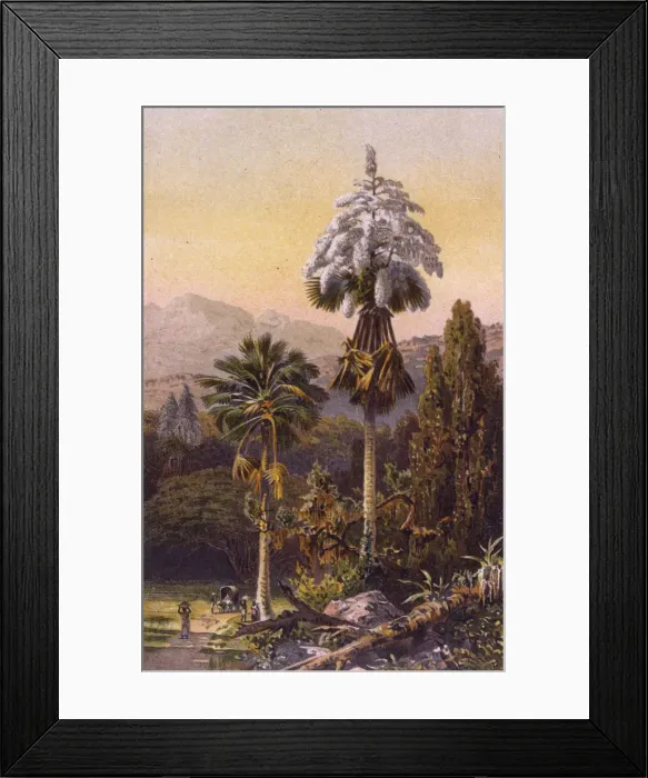 Framed Print : CORYPHA UMBRACULIFERA Framed Print : CORYPHA UMBRACULIFERA