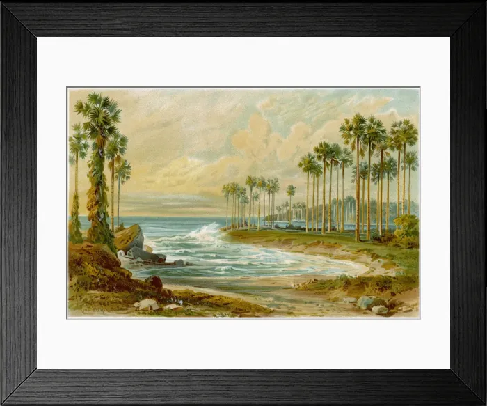Framed Print : Trees - Palm, Palmyra Framed Print : Trees - Palm, Palmyra