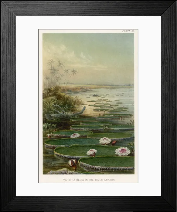 Framed Print : VICTORIA AMAZONICA Framed Print : VICTORIA AMAZONICA