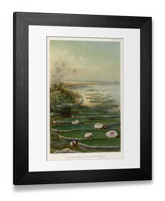 Framed Print : AMAZON SCENE Framed Print : AMAZON SCENE