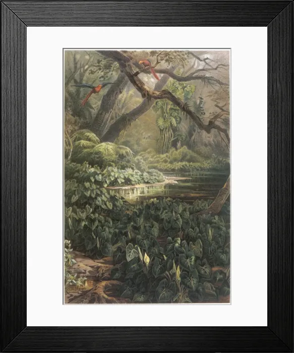 Framed Print : XANTHOSOMA SAGITTIFOLIA Framed Print : XANTHOSOMA SAGITTIFOLIA