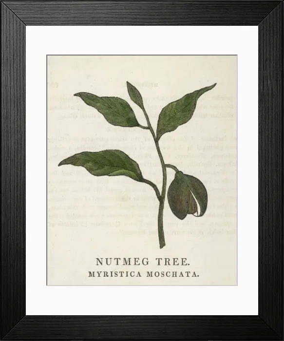 Framed Print : MYRISTICA FRAGRANS