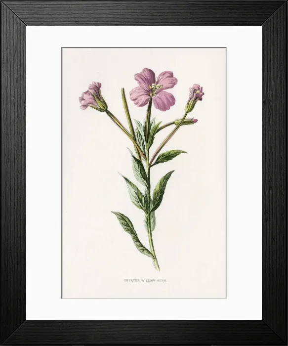 Framed Print : EPILOBIUM HIRSUTUM Framed Print : EPILOBIUM HIRSUTUM