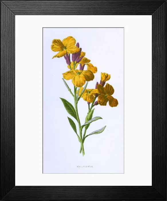 Framed Print : CHEIRANTHUS CHEIRI Framed Print : CHEIRANTHUS CHEIRI