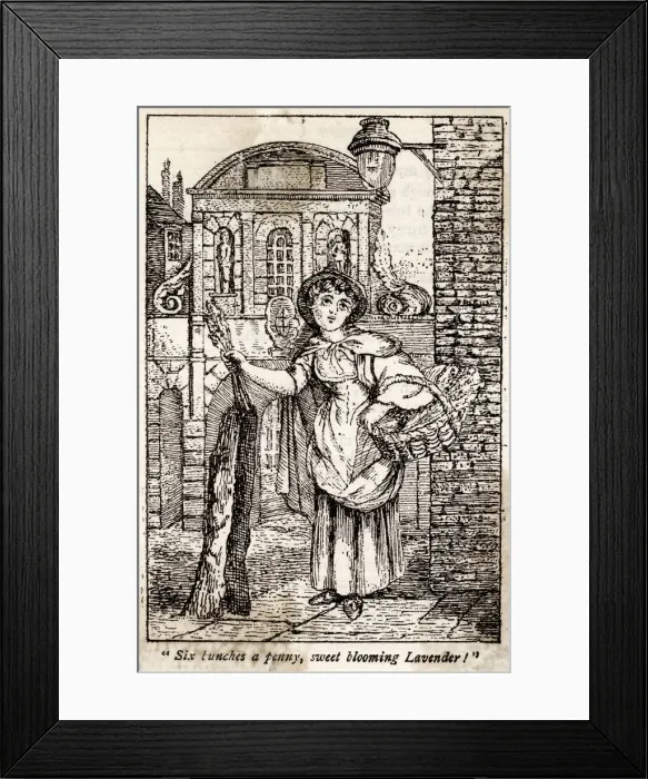 Framed Print : LAVENDER SELLER Framed Print : LAVENDER SELLER