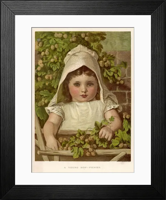Framed Print : PLANTS / HUMULUS LUPULUS Framed Print : PLANTS / HUMULUS LUPULUS