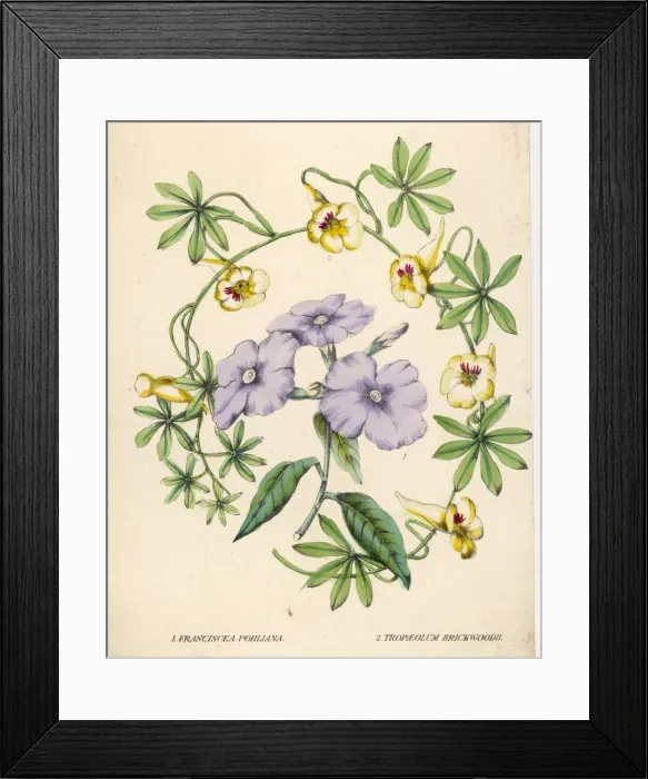 Framed Print : Franciscea Etcive Floral Framed Print : Franciscea Etcive Floral