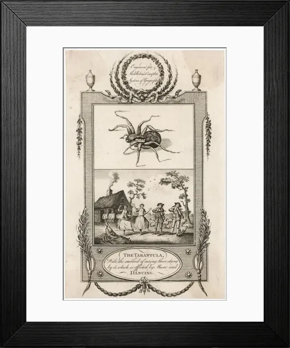 Framed Print : Tarantula. THE TARANTULA With the method of curing those stung by it Framed Print : Tarantula. THE TARANTULA With the method of curing those stung by it