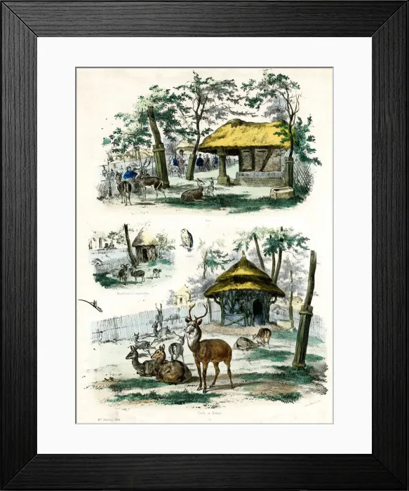 Framed Print : PARIS ZOO - DEER Framed Print : PARIS ZOO - DEER