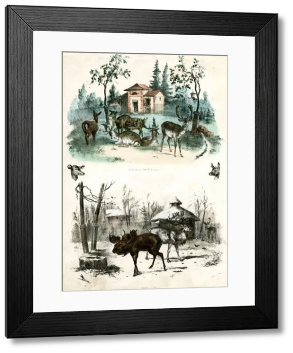 Framed Print : PARIS ZOO - ELK Framed Print : PARIS ZOO - ELK