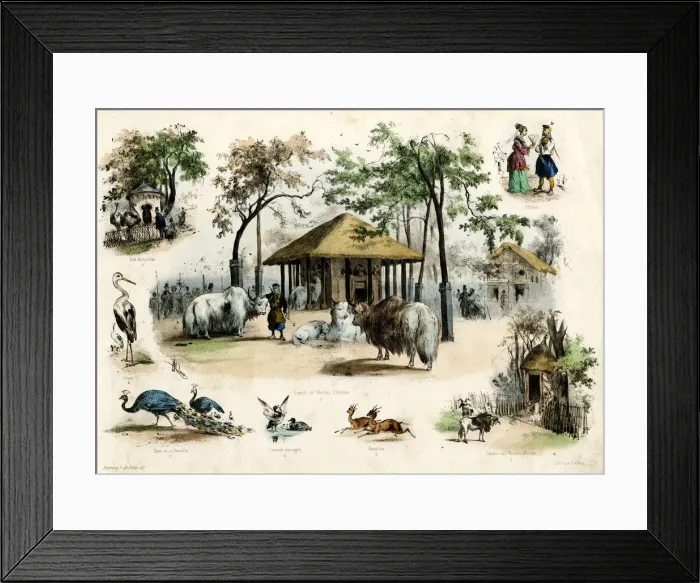 Framed Print : PARIS ZOO - YAKS ETC Framed Print : PARIS ZOO - YAKS ETC