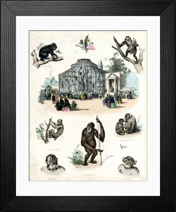 Framed Print : Paris Zoo - Monkeys Framed Print : Paris Zoo - Monkeys