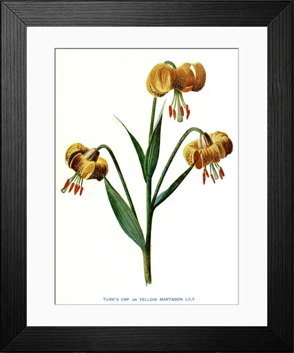 Framed Print : YELLOW MARTAGON LILY Framed Print : YELLOW MARTAGON LILY