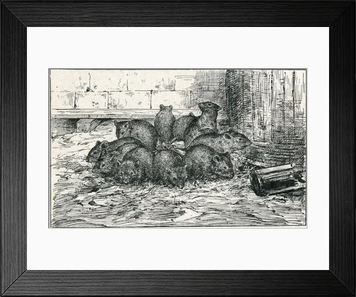 Framed Print : RAT-CROWN (COUPIN) Framed Print : RAT-CROWN (COUPIN)