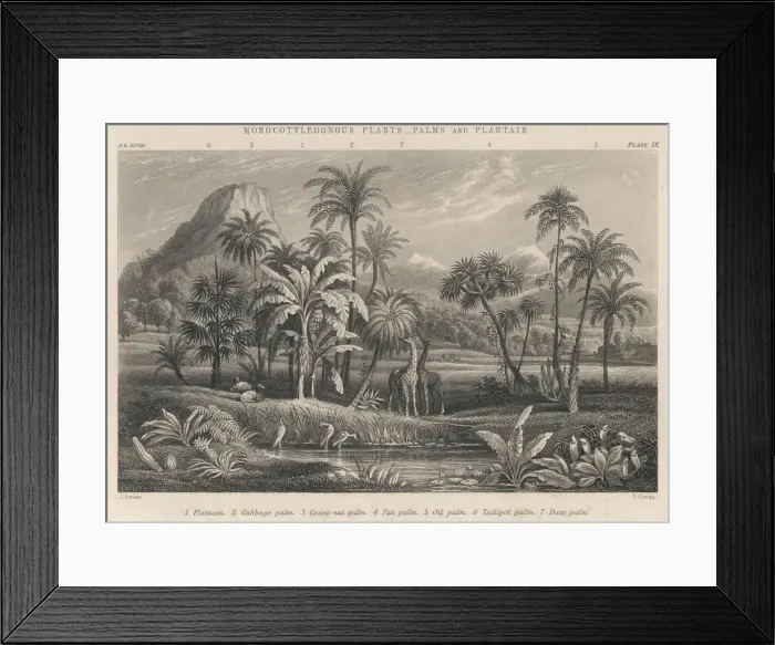 Framed Print : PALMS AND PLANTAINS Framed Print : PALMS AND PLANTAINS