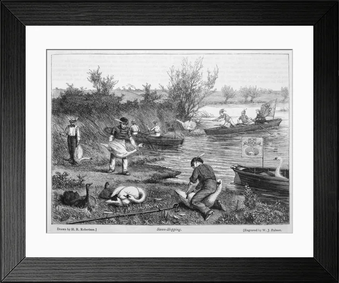 Framed Print : SWAN UPPING 1 Framed Print : SWAN UPPING 1