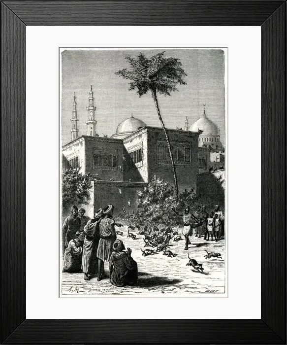 Framed Print : FESTIVAL OF CATS / CAIRO Framed Print : FESTIVAL OF CATS / CAIRO