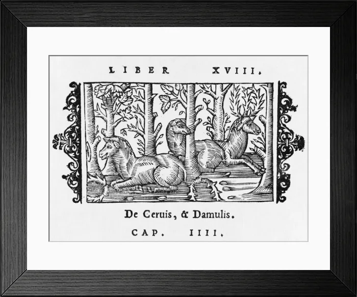 Framed Print : DEER / OLAUS / RESTING / 1555 Framed Print : DEER / OLAUS / RESTING / 1555