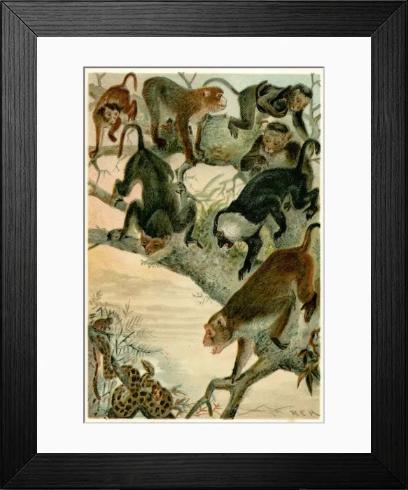 Framed Print : MACACO MONKEYS / R. E. H Framed Print : MACACO MONKEYS / R. E. H