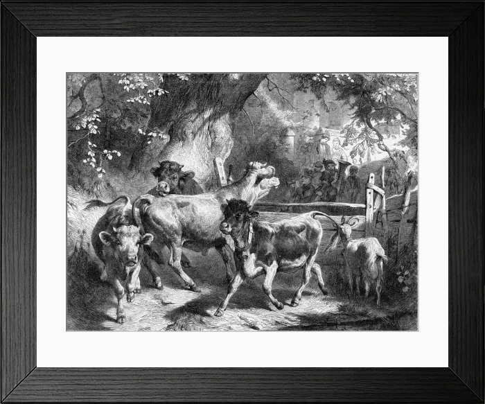 Framed Print : TRANSHUMANCE, SWISS Framed Print : TRANSHUMANCE, SWISS