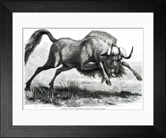 Framed Print : GNU AT COLOGNE Framed Print : GNU AT COLOGNE