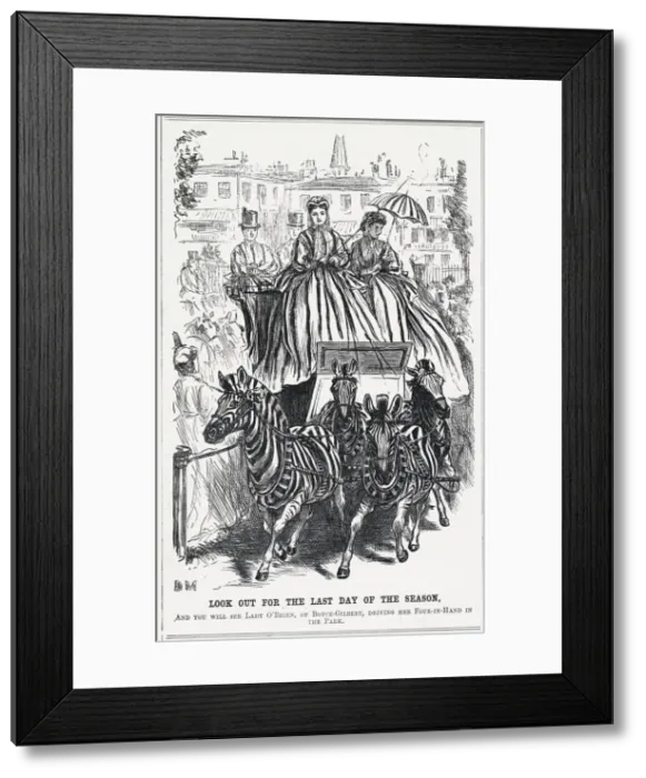 Framed Print : ZEBRA PULL FOUR-IN-HAND Framed Print : ZEBRA PULL FOUR-IN-HAND