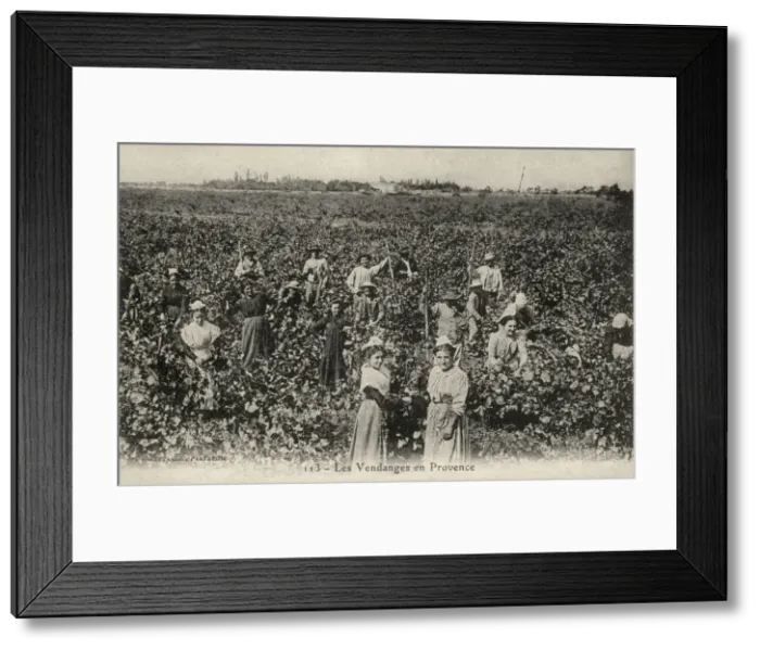 Framed Print : PROVENCE GRAPE HARVEST Framed Print : PROVENCE GRAPE HARVEST