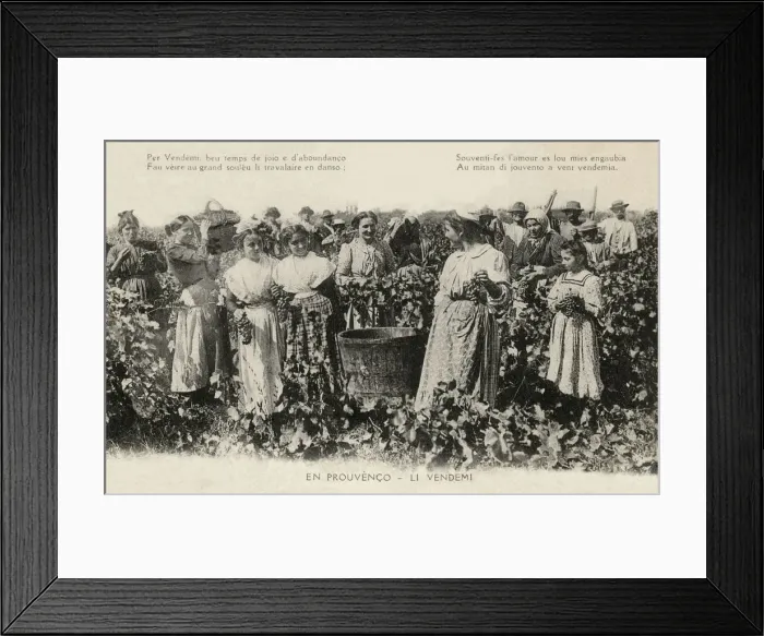 Framed Print : PROVENCE HARVEST (2) Framed Print : PROVENCE HARVEST (2)