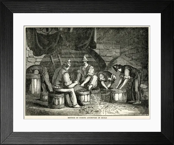 Framed Print : Method of curing anchovies in Sicily 1834 Framed Print : Method of curing anchovies in Sicily 1834