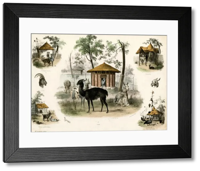 Framed Print : PARIS ZOO - LLAMA Framed Print : PARIS ZOO - LLAMA