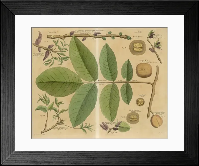Framed Print : PLANTS / JUGLANS REGIA Framed Print : PLANTS / JUGLANS REGIA