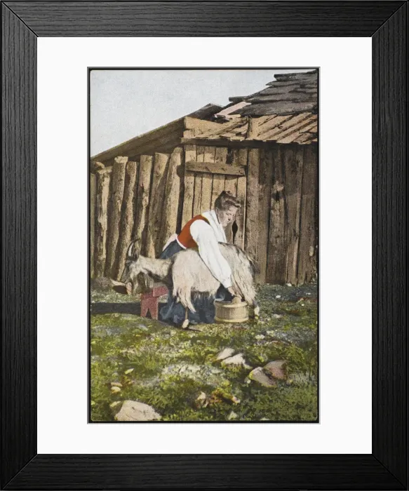 Framed Print : GIRL MILKING GOAT / NORWAY Framed Print : GIRL MILKING GOAT / NORWAY