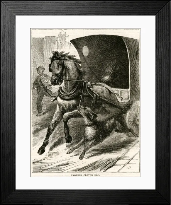 Framed Print : DOG STOPS HORSE Framed Print : DOG STOPS HORSE