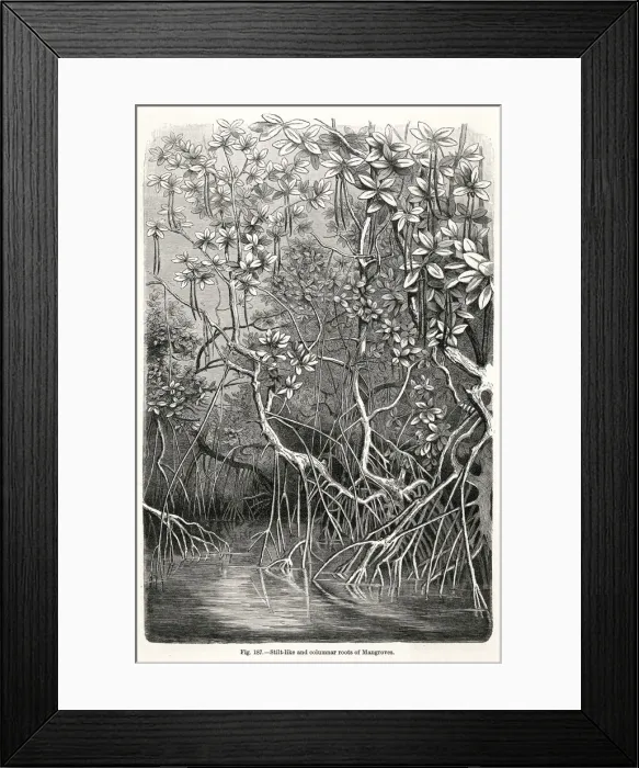 Framed Print : MANGROVE TREE Framed Print : MANGROVE TREE