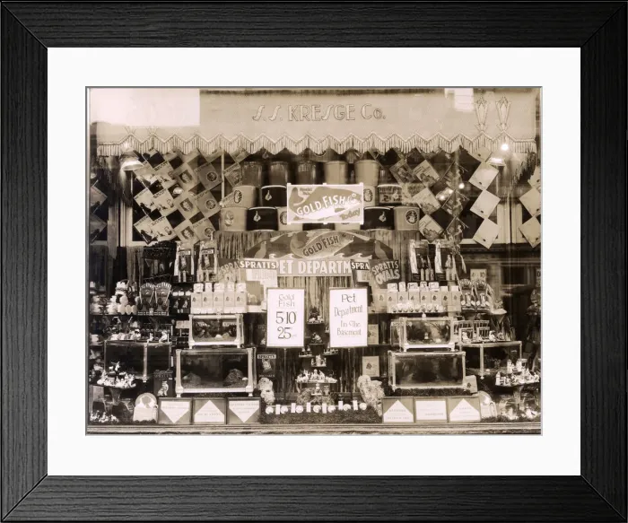 Framed Print : SPRATTS PET SHOP WINDOW Framed Print : SPRATTS PET SHOP WINDOW