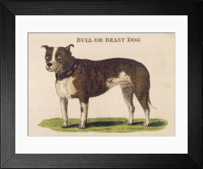 Framed Print : EARLY TYPE BULL DOGS Framed Print : EARLY TYPE BULL DOGS