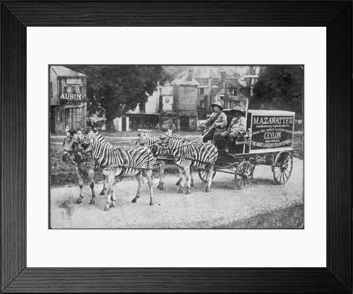 Framed Print : ADVERT / MAZAWATTEE CART Framed Print : ADVERT / MAZAWATTEE CART