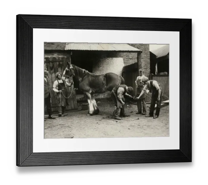 Framed Print : BLACKSMITHS / SHIRE HORSE Framed Print : BLACKSMITHS / SHIRE HORSE
