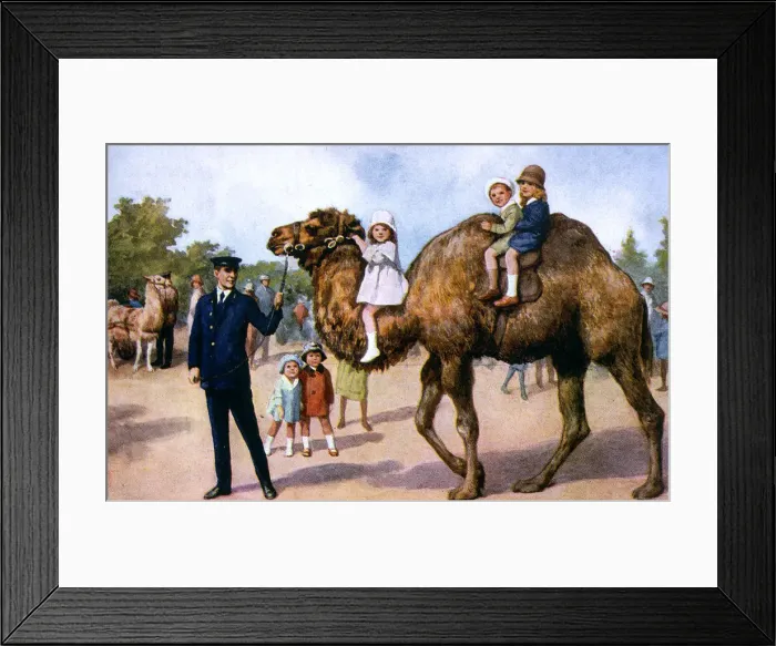Framed Print : CAMEL RIDE IN ZOO Framed Print : CAMEL RIDE IN ZOO